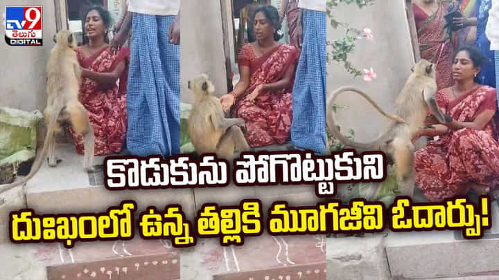 కొడుకును పోగొట్టుకుని దుఃఖంలో ఉన్న తల్లికి మూగజీవి ఓదార్పు కొడుకును పోగొట్టుకుని దుఃఖంలో ఉన్న తల్లికి మూగజీవి ఓదార్పు