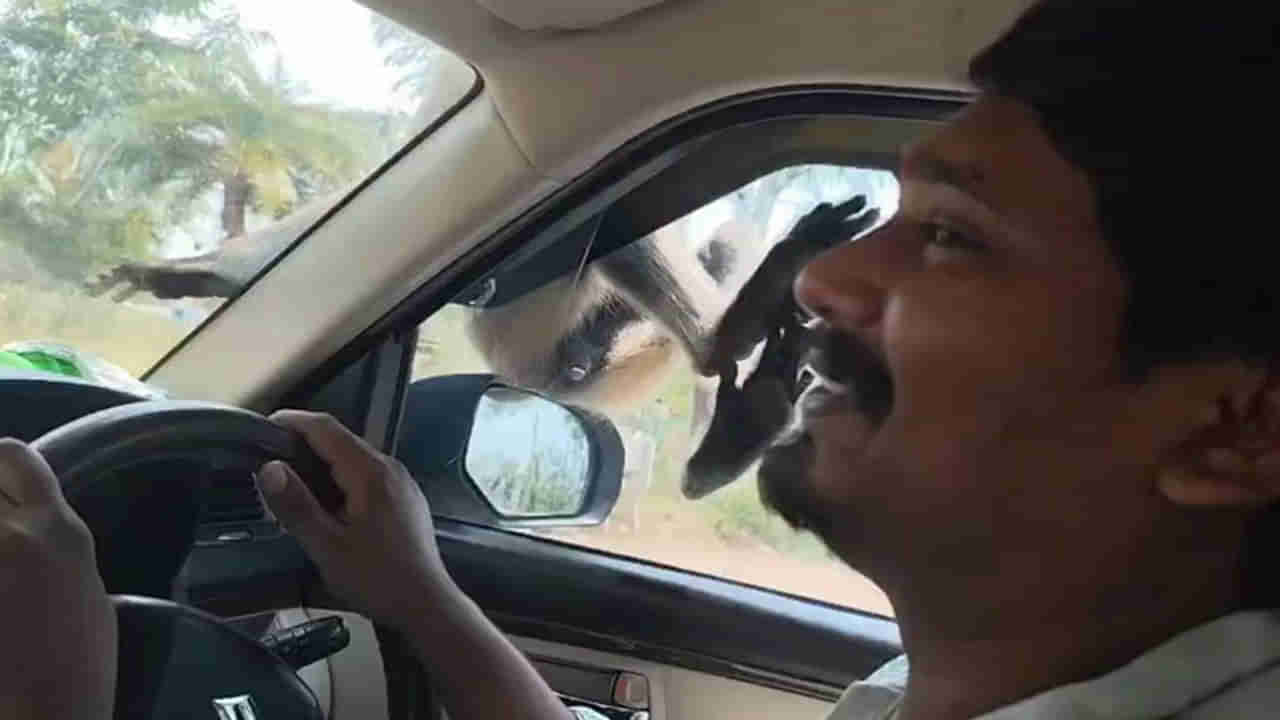 Telangana: అయ్యారే... లిఫ్ట్ అడిగి 10 కిలోమీటర్లు కార్‌లో ట్రావెల్ చేసిన కొండముచ్చు..