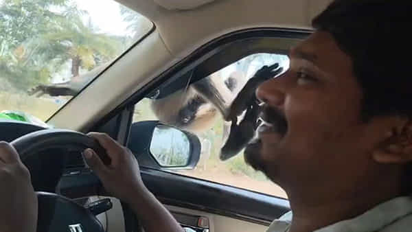 Telangana: అయ్యారే... లిఫ్ట్ అడిగి 10 కిలోమీటర్లు కార్లో ట్రావెల్ చేసిన కొండముచ్చు..