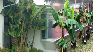 Tirumala: కళియుగ దైవం వేంకటేశ్వరుడి దగ్గరకు రాలేని వారికి టీటీడీ గుడ్ న్యూస్‌..!