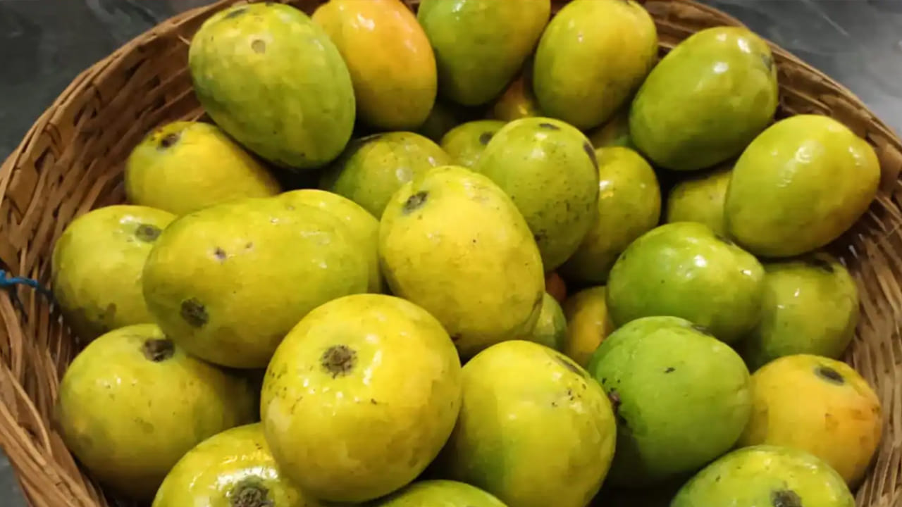 మామిడి పండ్లు జుట్టు ఆరోగ్యాన్ని కాపాడడంలో కూడా కీలక పాత్ర పోషిస్తుందని నిపుణులు చెబుతున్నారు. ఇందులోని మంచి గుణాలు చుండ్రు, జుట్టు రాలడం వంటి సమస్యలకు చెక్‌ పెట్టొచ్చని సూచిస్తున్నారు. అయితే మామిడి పండ్లు మోతాదులో తీసుకొంటే ఈ లాభాల. అతిగా తింటే మాత్రం సమస్యలు తప్పవు. 