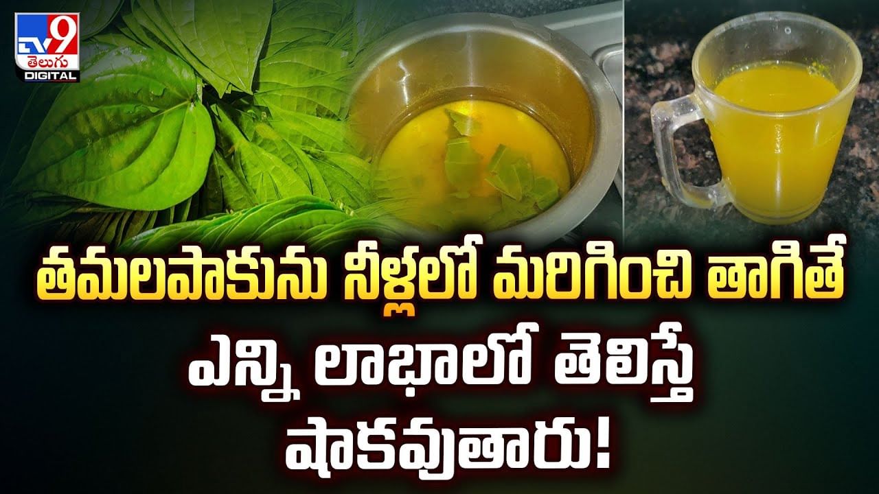 Betel Leaf: తమలపాకును నీళ్లలో మరిగించి తాగితే ఎన్ని లాభాలో తెలిస్తే షాకవుతారు