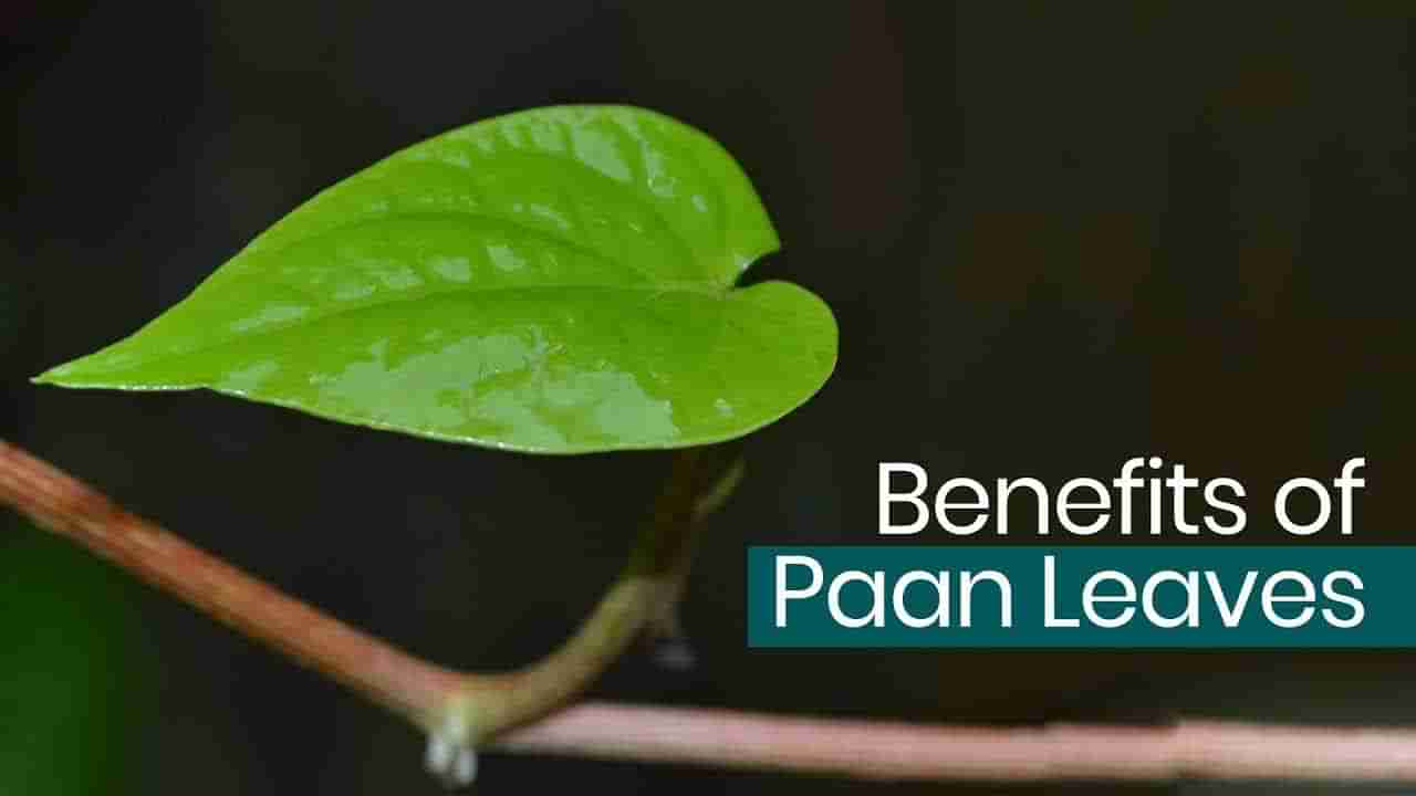 Betel Leaves: కీళ్లనొప్పులకు అద్భుత ఆయుర్వేద చిట్కా.. ఇంట్లోనే తమలపాకుతో ఇలా చేస్తే సరి!