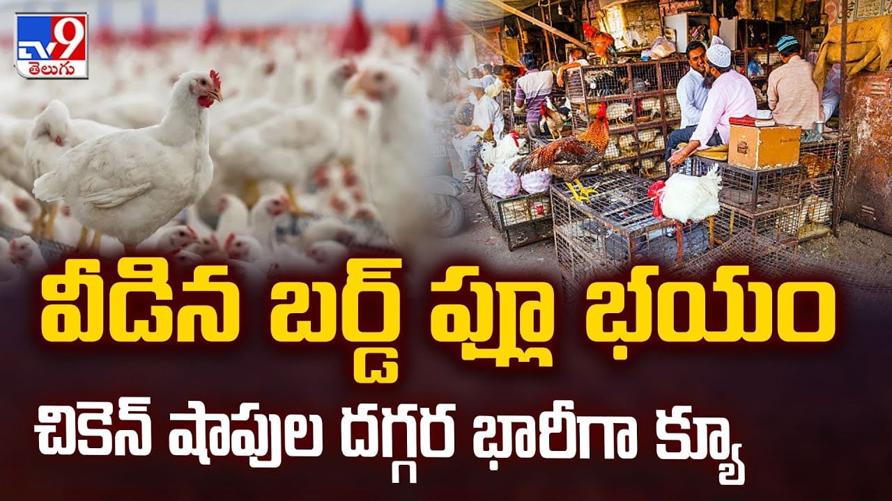 వీడిన బర్డ్ ఫ్లూ భయం.. చికెన్‌ షాపుల దగ్గర భారీగా క్యూ
