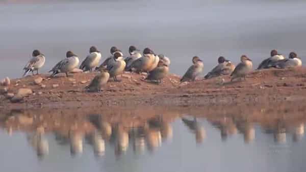 Bird Walk Festival: కవ్వాల్లో కనువిందు చేసిన బర్డ్ వాక్ ఫెస్టివల్.. బారులు తీరుతున్న పక్షి ప్రేమికులు..