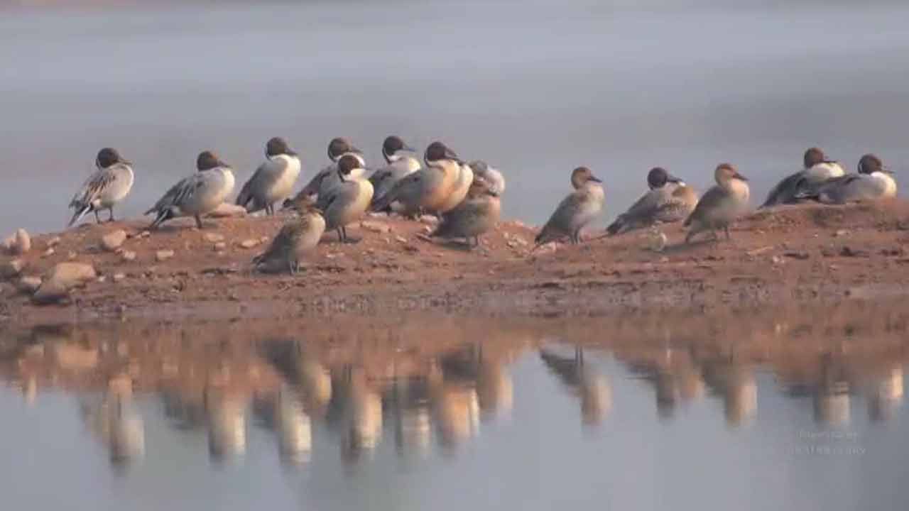 Bird Walk Festival: కవ్వాల్‌లో కనువిందు చేసిన బర్డ్ వాక్ ఫెస్టివల్.. బారులు తీరుతున్న పక్షి ప్రేమికులు..