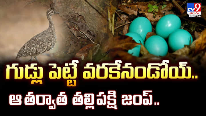 గుడ్లు పెట్టే వరకేనండోయ్.. ఆ తర్వాత తల్లి పక్షి జంప్ .. గుడ్లు పెట్టే వరకేనండోయ్.. ఆ తర్వాత తల్లి పక్షి జంప్ ..