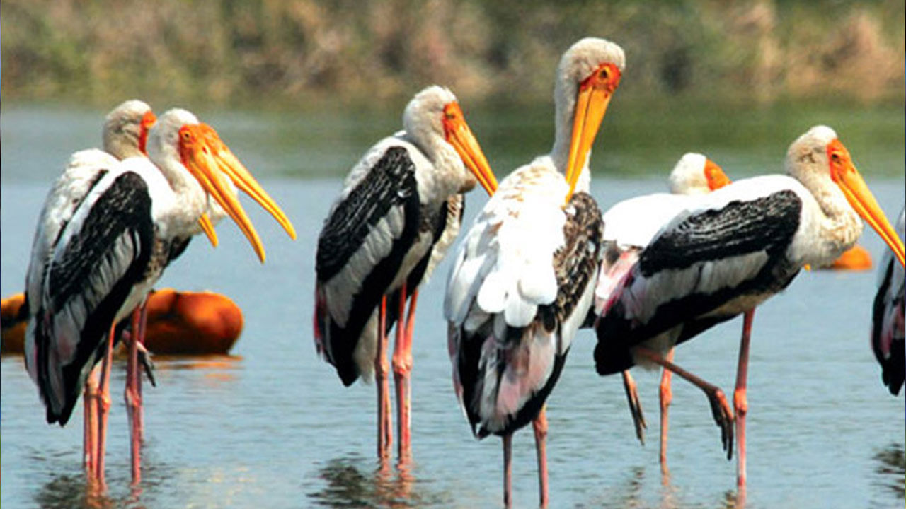 కవ్వాల్ కిలకిలలు.. వలసొస్తున్న విదేశీ పక్షులు! ఆకట్టుకుంటున్న బర్డ్ ఫెస్టివల్