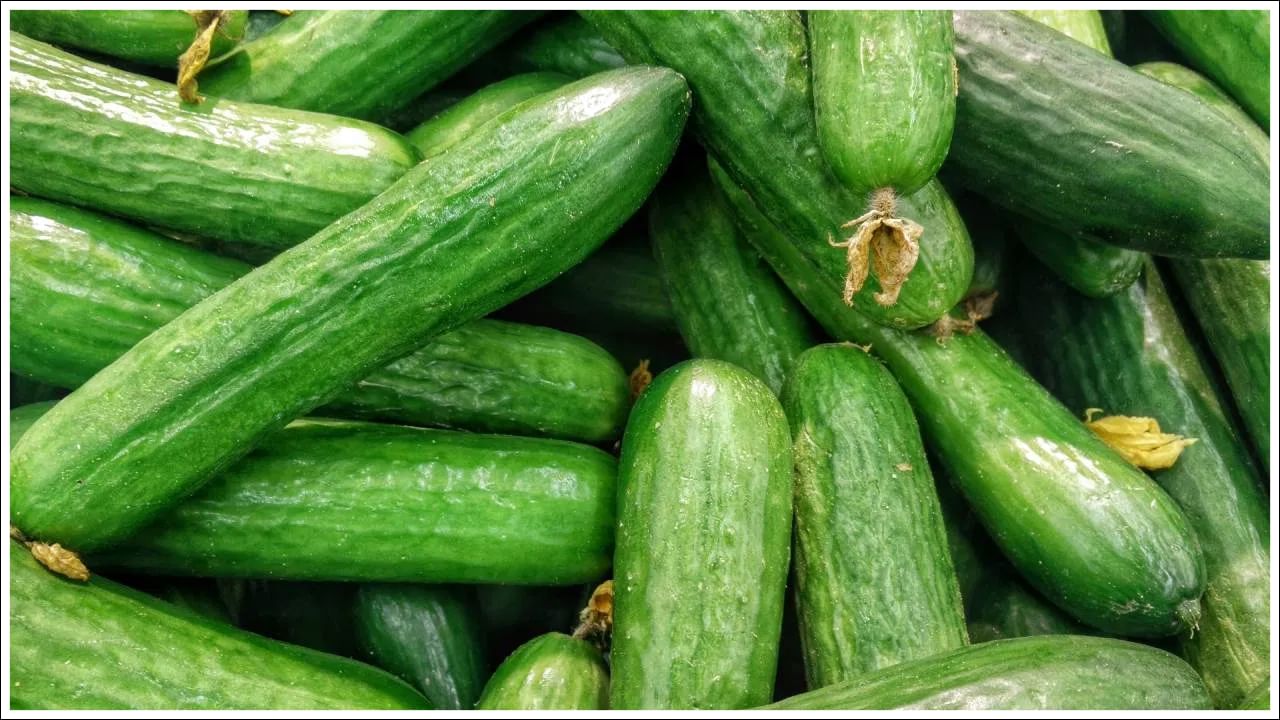 Bitter Cucumber: మధుమేహ రోగులకు చేదు దోసకాయ మంచిదా? నిపుణులు ఏమంటున్నారు?