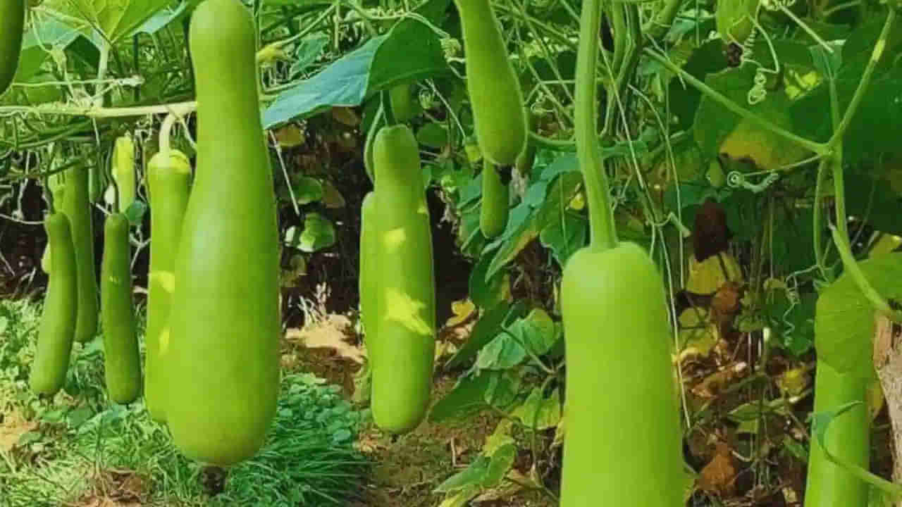 Bottle Gourd Benefits: సొరకాయ ఆరోగ్య ప్రయోజనాలు తెలిస్తే దాన్ని అస్సలు వదిలిపెట్టారు