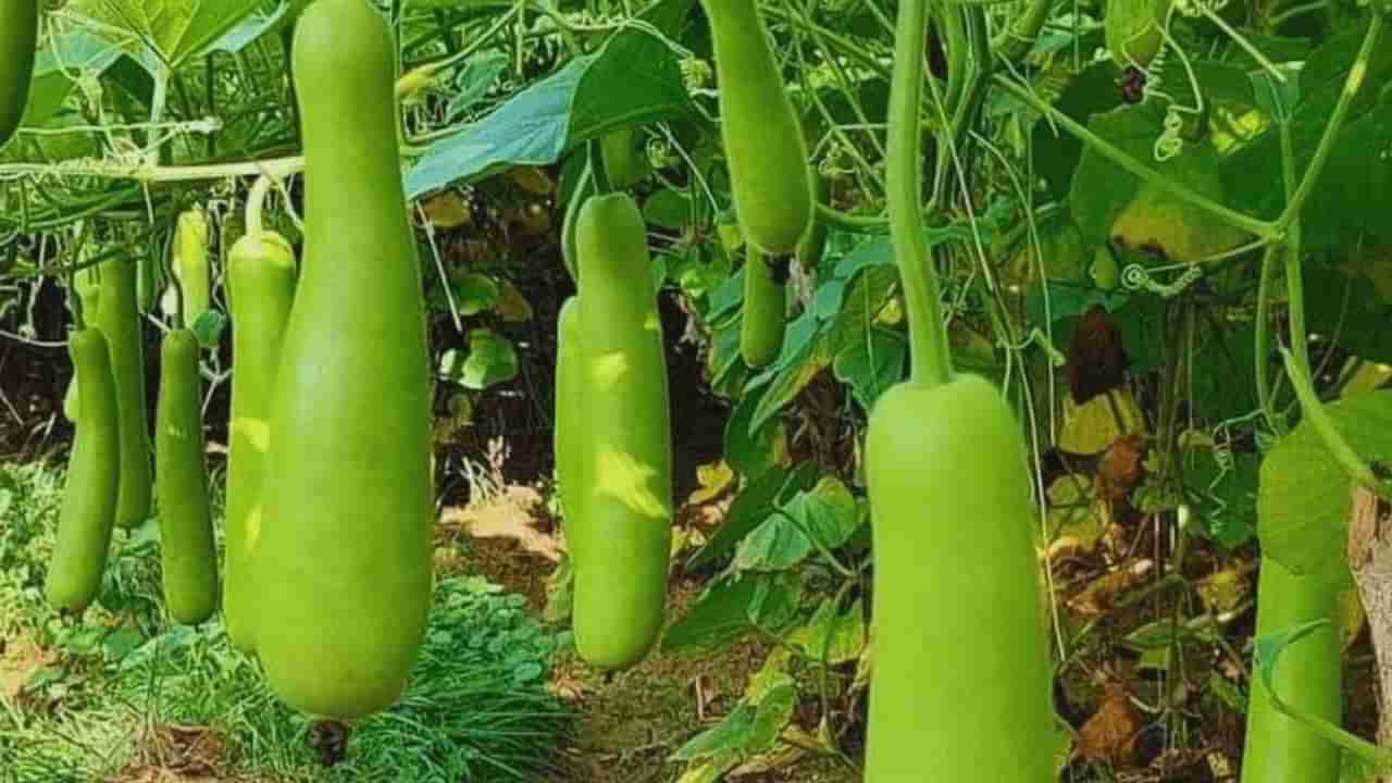 Bottle Gourd : సొరకాయ తింటే కలిగే ప్రయోజనాలు ఎన్నంటే..? ఎన్నో వ్యాధులకు దివ్యౌషధం..!