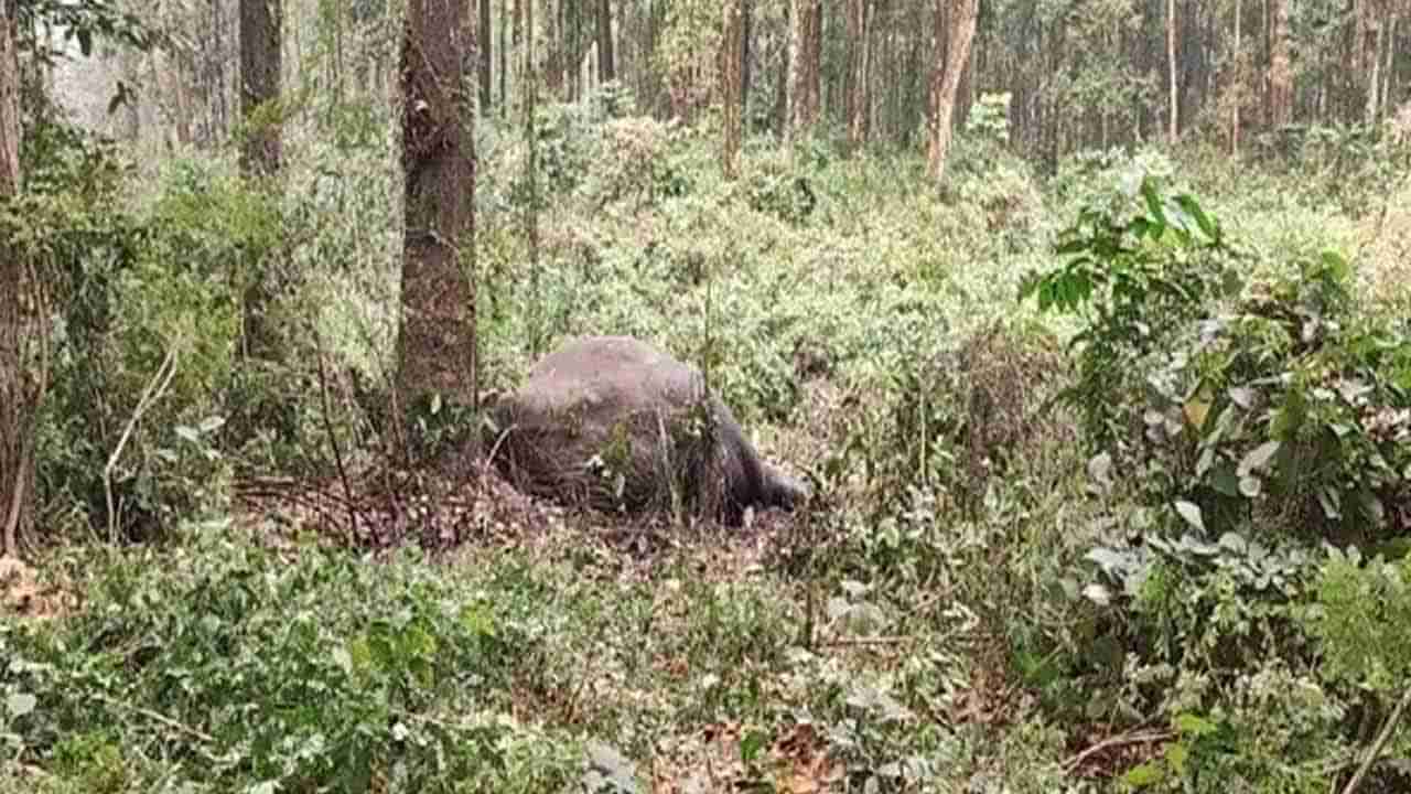 Elephant Fight: రెండు అడవి ఏనుగుల మధ్య భీకర యుద్ధం..! చివరకు ఏం జరిగిందంటే..