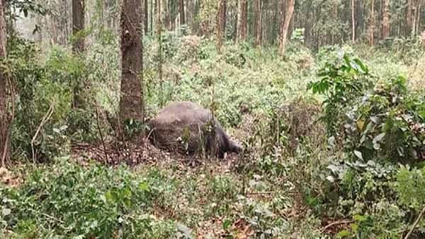 Elephant Fight: రెండు అడవి ఏనుగుల మధ్య భీకర యుద్ధం..! చివరకు ఏం జరిగిందంటే..