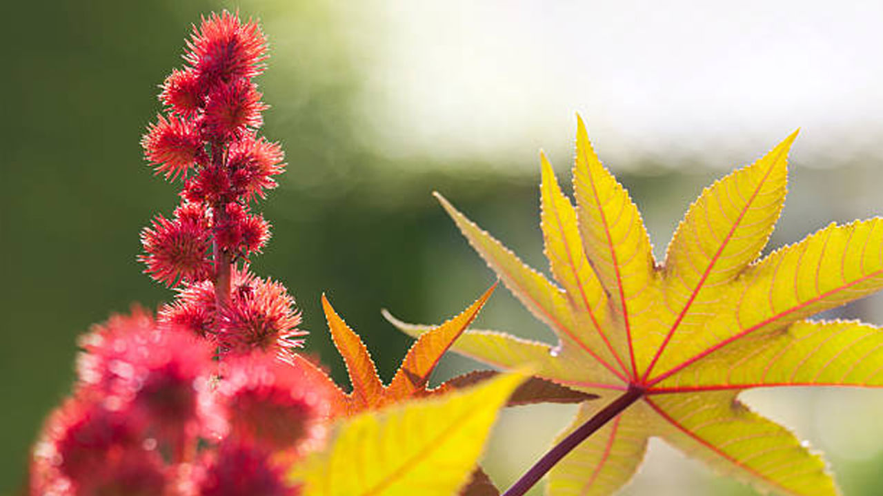 ఆముదంతో అదనపు ప్రయోజనాలు: ఆముదం నూనె రోగనిరోధక శక్తిని పెంచుతుంది. కళ్ళకు ప్రయోజనకరంగా ఉంటుంది. చుండ్రును తగ్గిస్తుంది. జుట్టు మెరుపును పెంచుతుంది. దీనితో పాటు ఆముదం చర్మంపై పిగ్మెంటేషన్, నల్లటి మచ్చలను తగ్గించడంలో, చర్మంపై గీతలు,  ముడతలను నివారించడంలో కూడా సహాయపడుతుంది.

