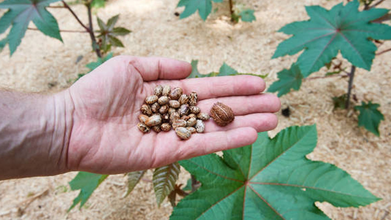 చర్మానికి మేలు : ఆముదం నూనె కూడా చర్మానికి చాలా మేలు చేస్తుంది. ఇది చర్మాన్ని తేమగా ఉంచి మంచి పోషణనిస్తుంది. దీనివల్ల చర్మం మృదువుగా మారుతుంది. ముఖం యవ్వనంగా కనిపిస్తుంది. ఆముదాన్ని నేరుగా చర్మంపై అప్లై చేయవచ్చు లేదా మాయిశ్చరైజింగ్ గుణాలు కలిగిన నూనెతో కలిపి అప్లై చేయవచ్చు. 
