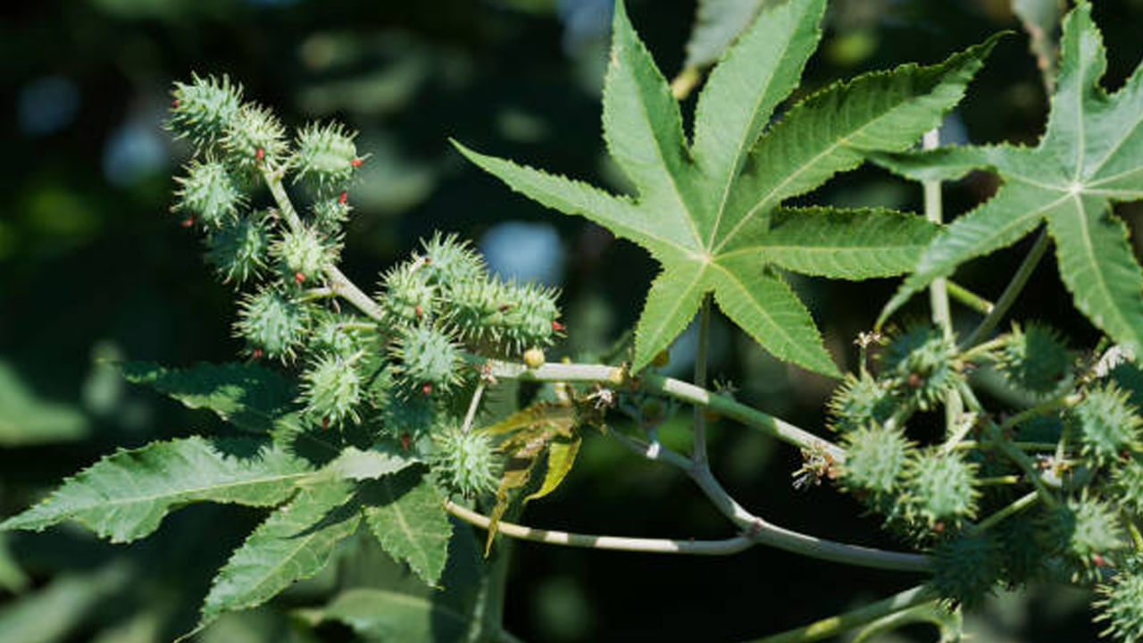 జుట్టుకు పోషణ : తలపై ఆముదం నూనెను మసాజ్ చేసిన తర్వాత కనీసం రెండు గంటలు జుట్టుకు ఆముదం పట్టేలా ఉంచాలి. తర్వాత షాంపూతో తలస్నానం చేయాలి. ఆముదాన్ని క్రమం తప్పకుండా అప్లై చేస్తే జుట్టు రాలడం తగ్గుతుంది. జుట్టు పెరుగుదల కూడా మెరుగుపడుతుంది.