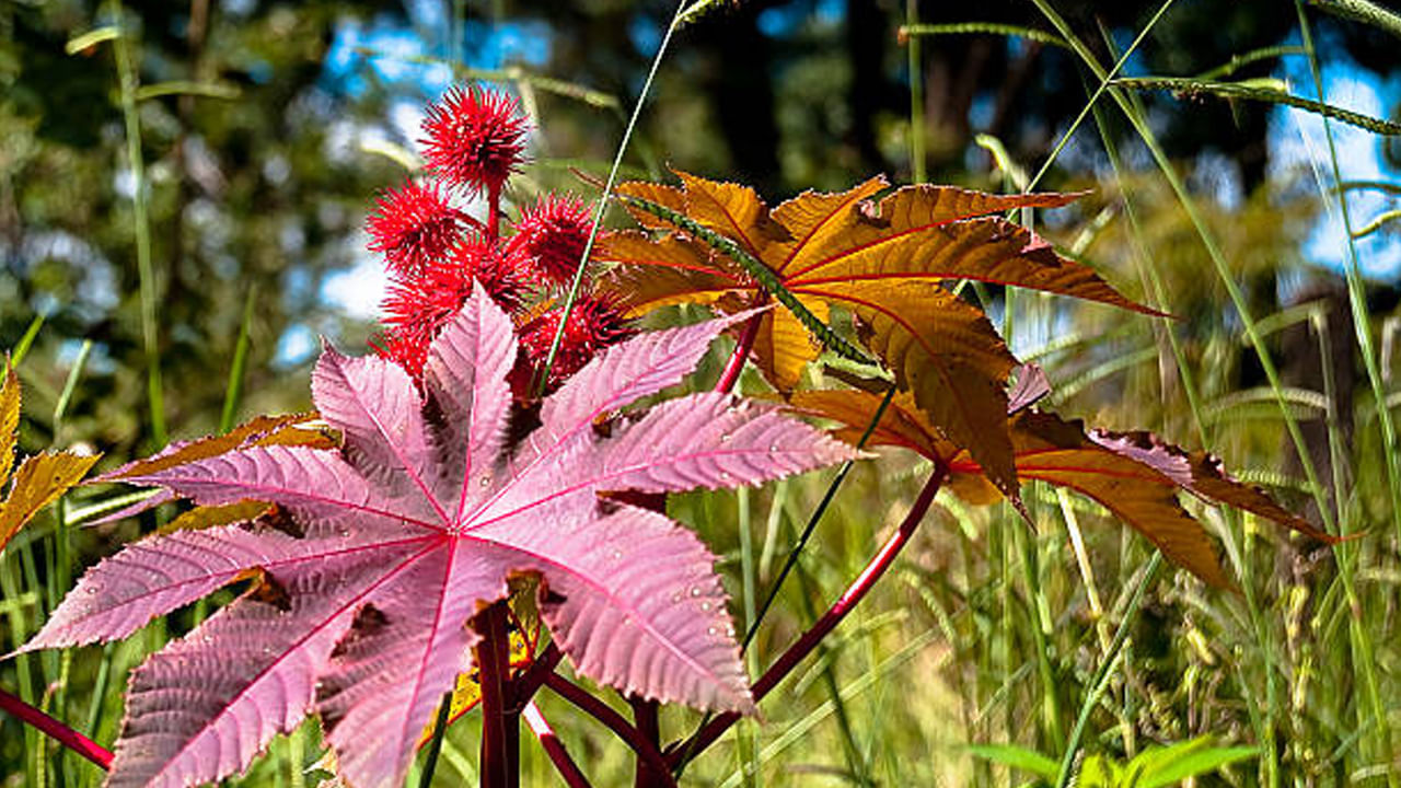 మలబద్ధక నివారణకు : తరచుగా మలబద్ధకం సమస్య ఉన్న వ్యక్తులకు ఆముదం చాలా ప్రయోజనకరంగా ఉంటుంది. రాత్రి పడుకునే ముందు గోరువెచ్చని పాలతో ఆముదం కలిపి తీసుకోవాలి. అయితే.. ఆముదాన్ని చాలా తక్కువ పరిమితిలో తీసుకోవాలి. లేదంటే ఇది మరిన్ని ఆరోగ్య సమస్యలకు దారి తీస్తుంది.  
