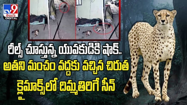 రీల్స్ చూస్తున్న యువకుడికి షాక్.. అతని మంచం వద్దకు వచ్చిన చిరుత.. క్లైమాక్స్ లో దిమ్మతిరిగే సీన్ రీల్స్ చూస్తున్న యువకుడికి షాక్.. అతని మంచం వద్దకు వచ్చిన చిరుత.. క్లైమాక్స్ లో దిమ్మతిరిగే సీన్