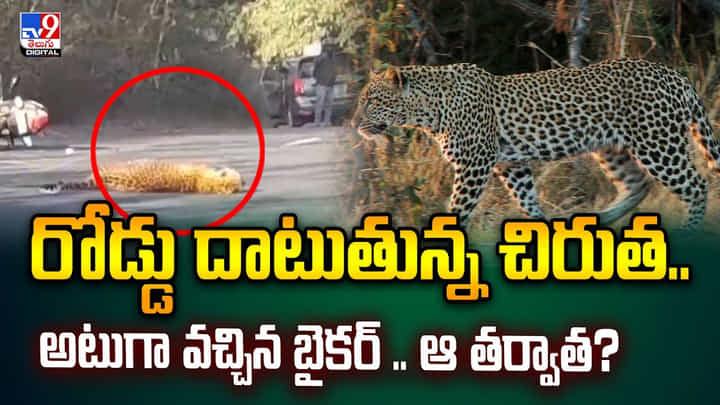 రోడ్డు దాటుతున్న చిరుత.. అటుగా వచ్చిన బైకర్ .. ఆ తర్వాత? రోడ్డు దాటుతున్న చిరుత.. అటుగా వచ్చిన బైకర్ .. ఆ తర్వాత?