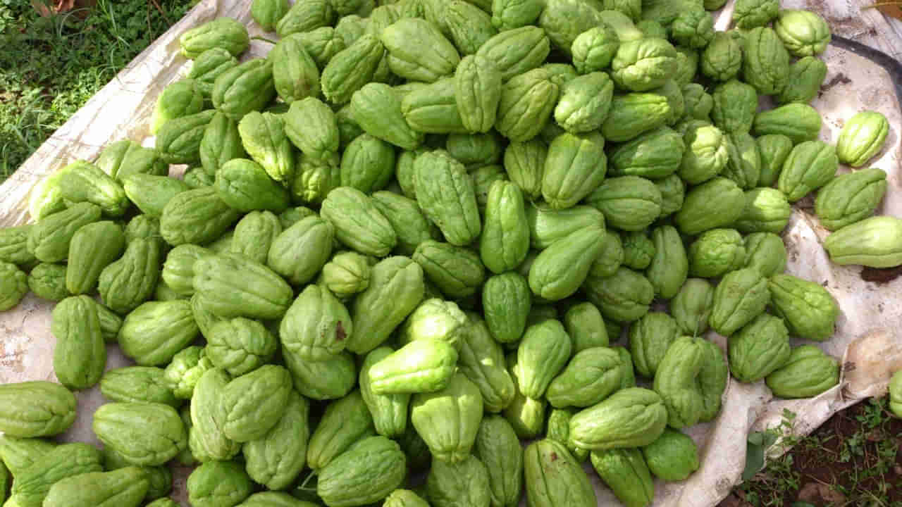 Pregnancy Care: ప్రెగ్నెన్సీకి ప్లాన్ చేస్తున్నారా.. దీన్ని మించిన సూపర్ ఫుడ్ మరోటి లేదు..