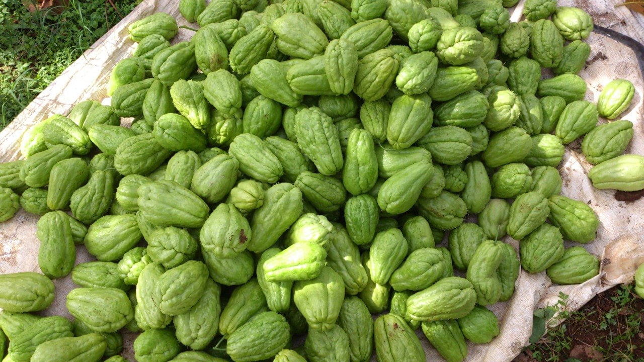 Pregnancy Care: ప్రెగ్నెన్సీకి ప్లాన్ చేస్తున్నారా.. దీన్ని మించిన సూపర్ ఫుడ్ మరోటి లేదు..