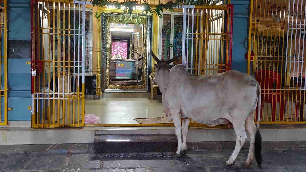 Andhra Pradesh: ఆ గుడిలోకి అకస్మాత్తుగా వచ్చిన ఆవు.. భక్తులు ఆశ్చర్య పోయేలా ఏంచేసిందంటే..