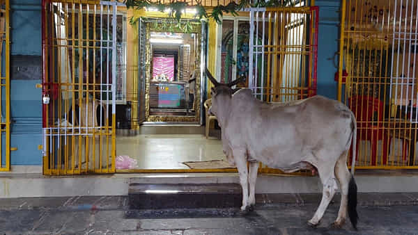 Andhra Pradesh: ఆ గుడిలోకి అకస్మాత్తుగా వచ్చిన ఆవు.. భక్తులు ఆశ్చర్య పోయేలా ఏంచేసిందంటే..