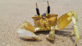 Andhra: బీఎడ్‌ పరీక్ష రద్దు.. స్పష్టం చేసిన మంత్రి లోకేష్‌