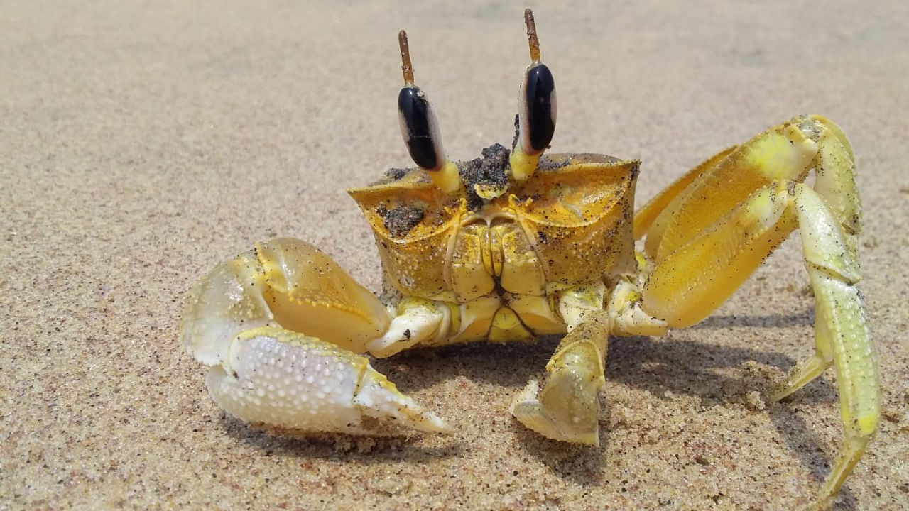 Andhra News: భలే ఉన్నాయ్ కదా.. మీరు ఇలాంటి పీతల్ని ఎప్పుడైనా చూశారా..?