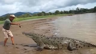 Viral: పొలంలో క్యారెట్ దుంపలు తీస్తుండగా.. ఏదో మెరుస్తూ కనిపించాయ్.. తవ్వి చూడగా