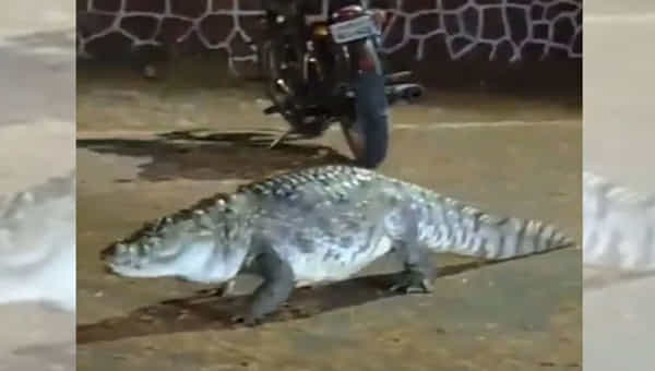 Viral Video: ఐఐటీ క్యాంపస్లోకి వాకింగ్ చేస్తూ ఎంటరైన మొసలి... అడ్మిషన్ కోసం కావొచ్చు అంటూ ఫన్నీ కామెంట్