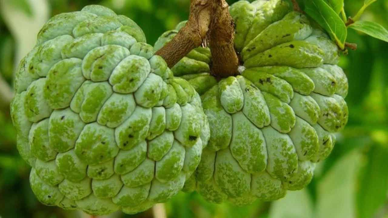 Custard Apple 5