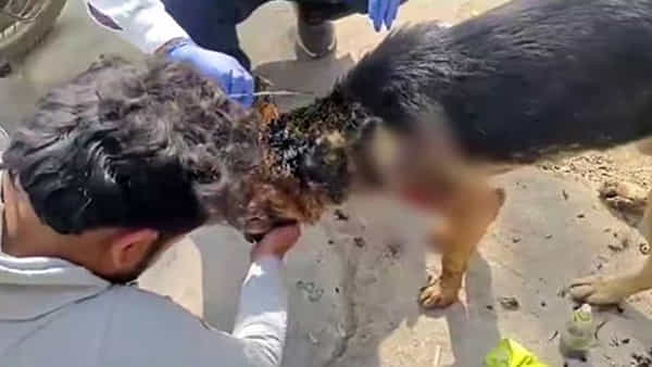 Madhya Pradesh: ఇది కదా విశ్వాసం అంటే.. తన యజమానిని కాపాడేందుకు టైగర్తో పోరాడిన శునకం!