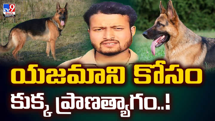 ఇది కదా విశ్వాసం అంటే.. యజమాని కోసం పులితో పోరాడి ఓడిన శునకం ఇది కదా విశ్వాసం అంటే.. యజమాని కోసం పులితో పోరాడి ఓడిన శునకం