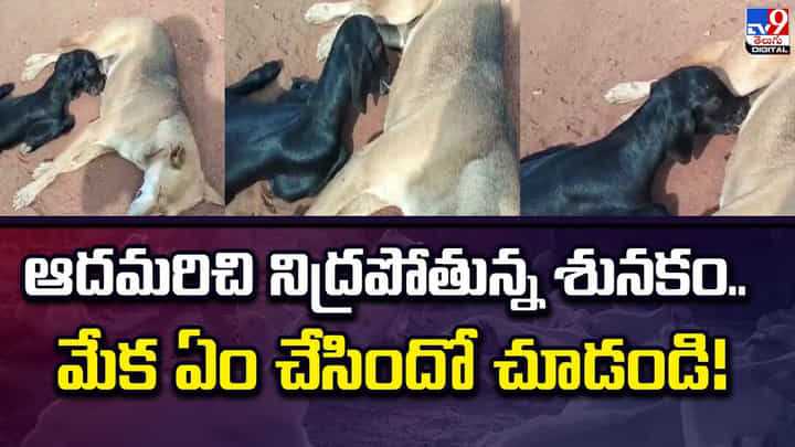 ఆదమరిచి నిద్రపోతున్న శునకం.. మేక ఏం చేసిందో చూడండి ఆదమరిచి నిద్రపోతున్న శునకం.. మేక ఏం చేసిందో చూడండి