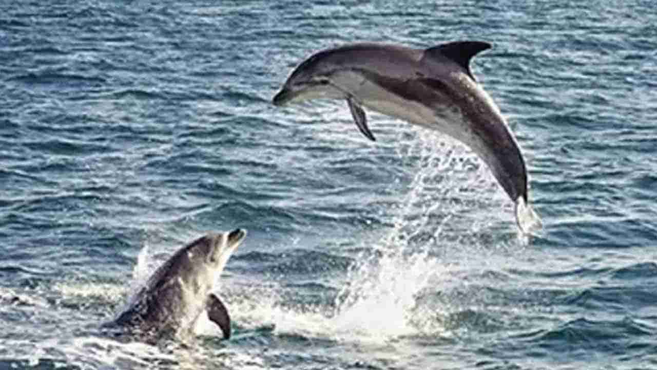 చిన్న బోటుతో సముద్రంలో వేటకు వెళ్లిన మత్స్యకారులు.. నడి మధ్యలో ఉండగా అమాంతంగా ఎగిరొచ్చిన..