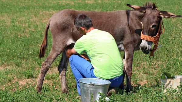 Expensive Milk: ఆరోగ్యానికి, అందానికి ఈ పాలతో ఎన్ని ఉపయోగాలు ఉన్నాయో తెలుసా..?