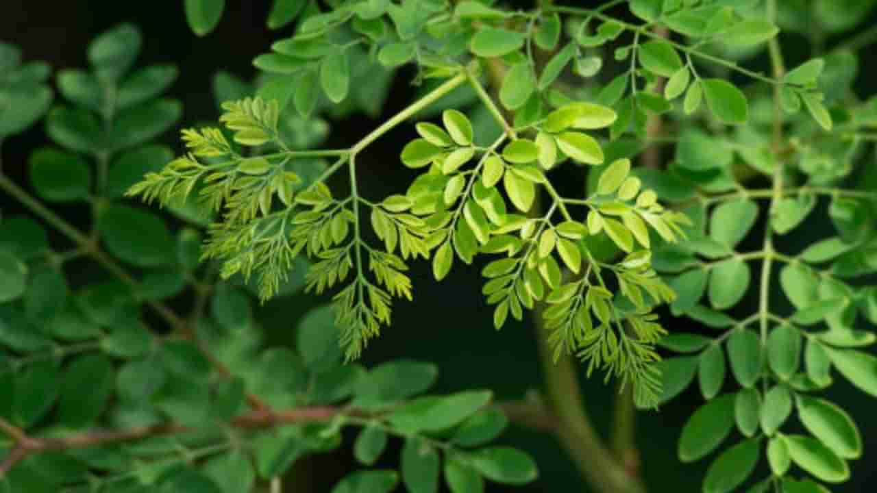 Moringa Leaves Benefits: రోజూ మునగ ఆకులు తింటే ఏం జరుగుతుందో తెలుసా..?