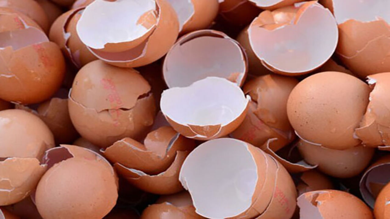 సాధారణంగా గుడ్లను ఉడకబెట్టి, గుడ్డు పెంకులను పారేస్తుంటాం. కొంత మంది మొక్కలకు ఎరువుగా గుడ్డు పెంకులను ఉపయోగిస్తారు. కానీ ఎరువులు తయారు చేయడమే కాకుండా గుడ్డు పెంకులను అనేక ఇతర ప్రయోజనాల కోసం కూడా ఉపయోగించవచ్చు. కాబట్టి గుడ్డు పెంకులను ఎలా వాడాలో ఇక్కడ తెలుసుకుందాం..