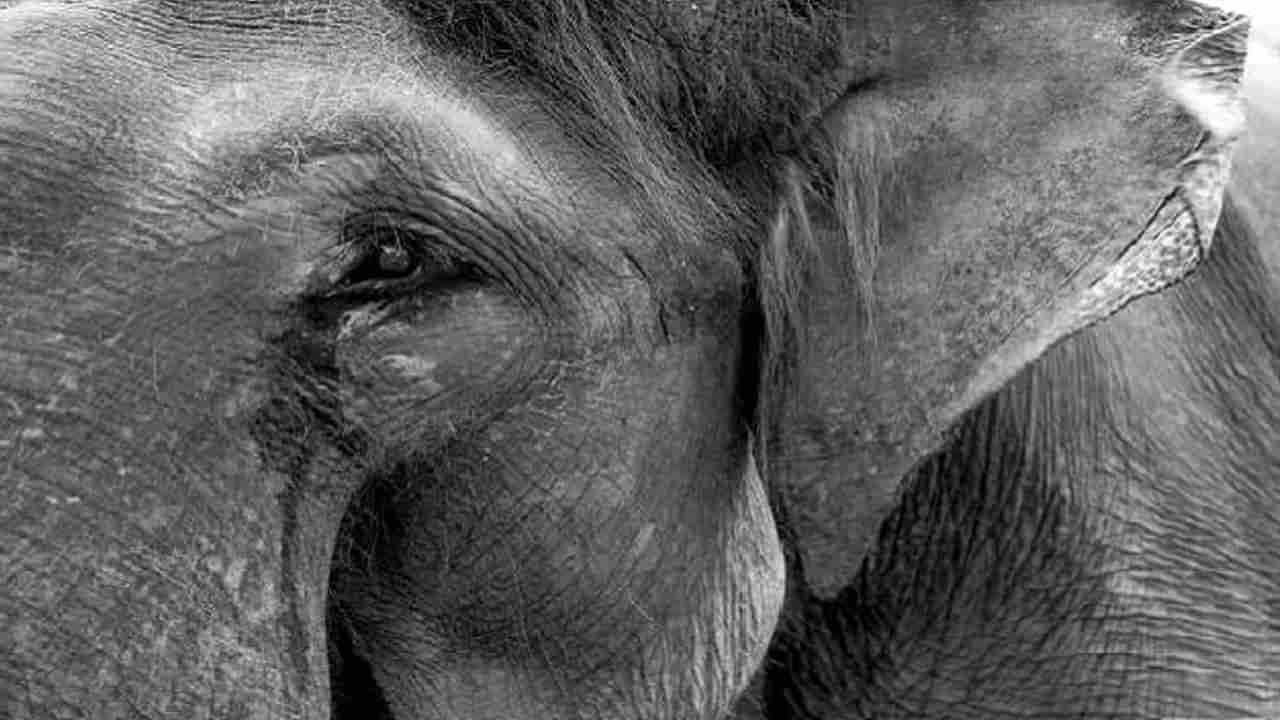 Viral Video:  మిత్రుడి మరణం.. ఈ ఏనుగు పడిన బాధ చూస్తే మీరు సైతం కన్నీళ్లు పెడతారు