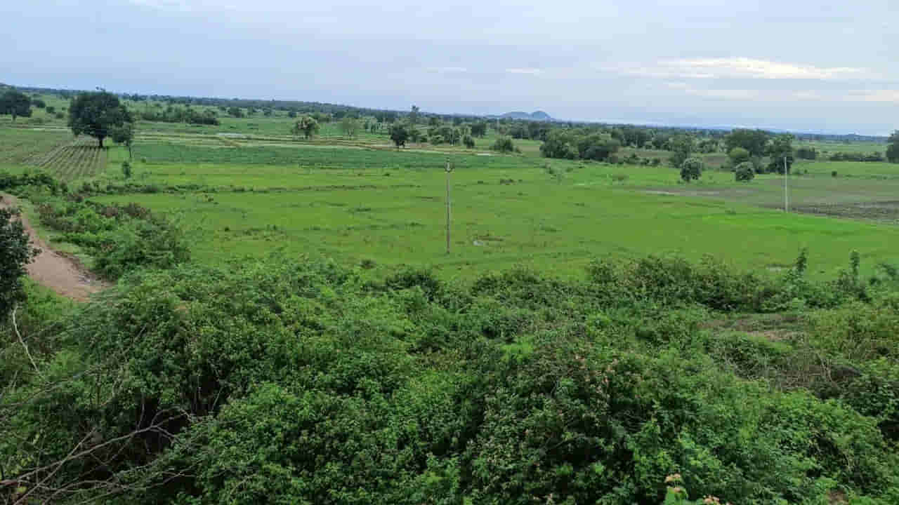 పంటపొలాల్లో ఊహించని వస్తువులు.. దెబ్బకు ఉలిక్కిపడిన పోలీసులు.. అసలేం జరుగుతోంది..