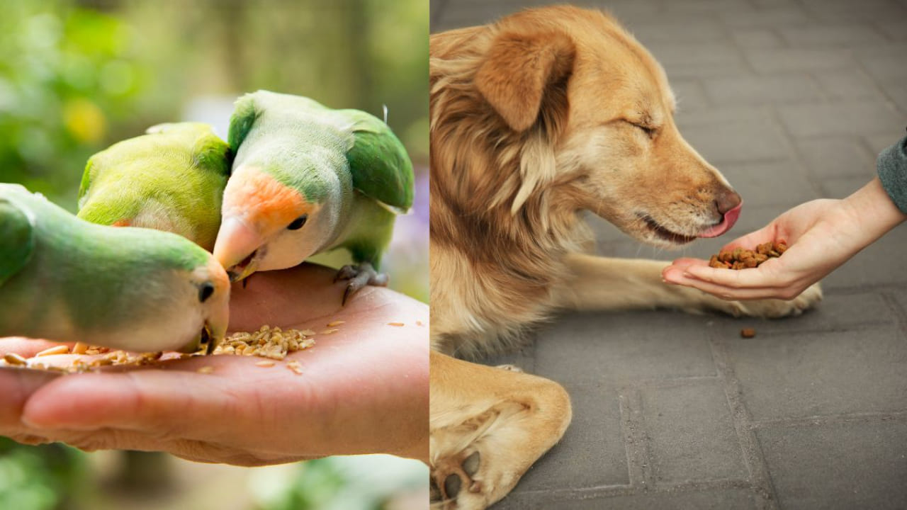 Astrology remedies: పూజలు, హోమాలు అక్కర్లేదు.. మూగజీవాలకు ఈ ఆహారం పెడితే సిరి సంపదలు మీ వెంటే..