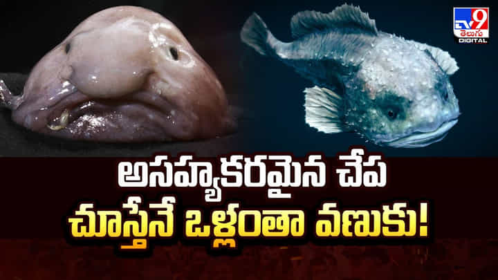 అసహ్యకరమైన చేప.. చూస్తేనే ఒళ్లంతా వణుకు! అసహ్యకరమైన చేప.. చూస్తేనే ఒళ్లంతా వణుకు!