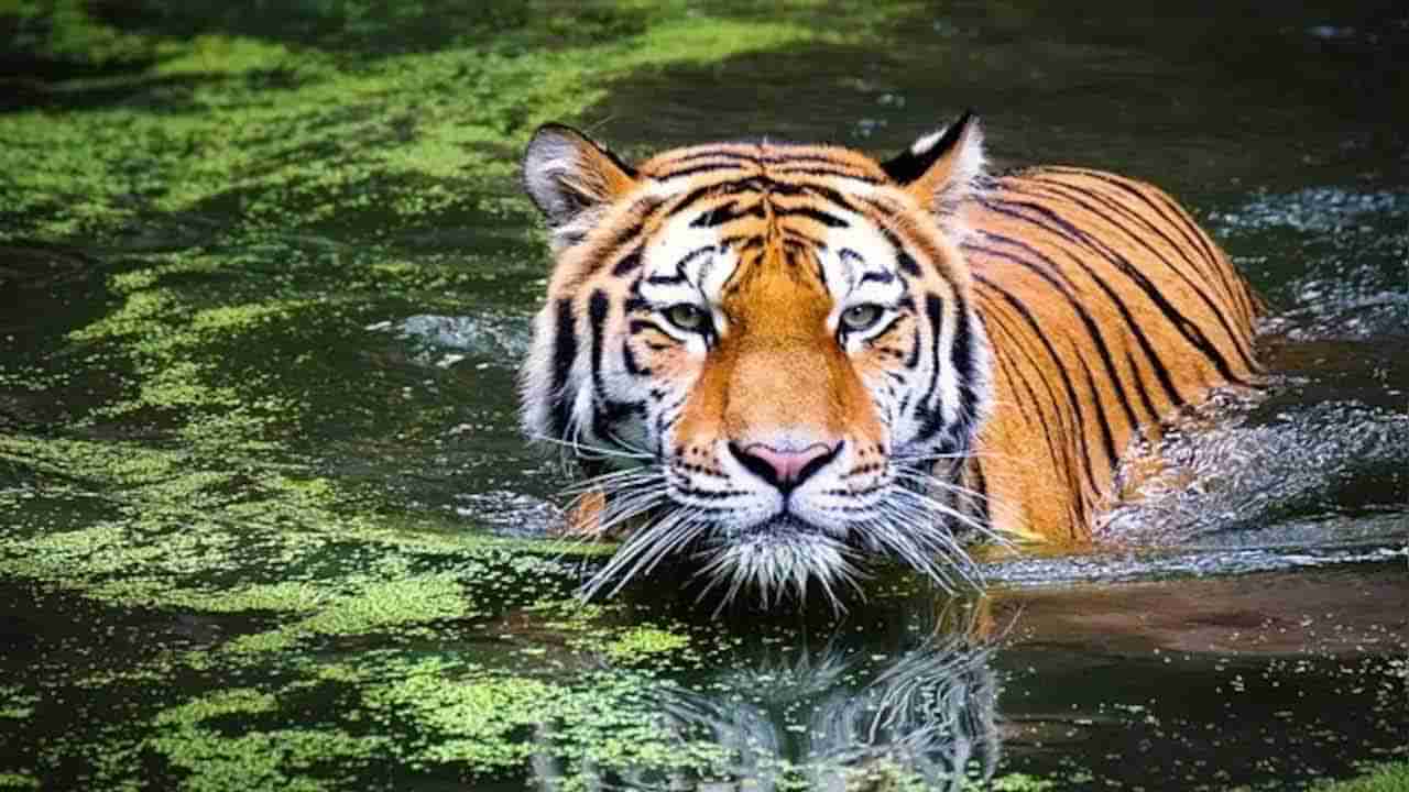 Tiger: పెద్ద పులిని పట్టుకోవడానికి వచ్చిన అటవీ సిబ్బంది.. కానీ అంతలోనే ఊహించని సీన్‌..!