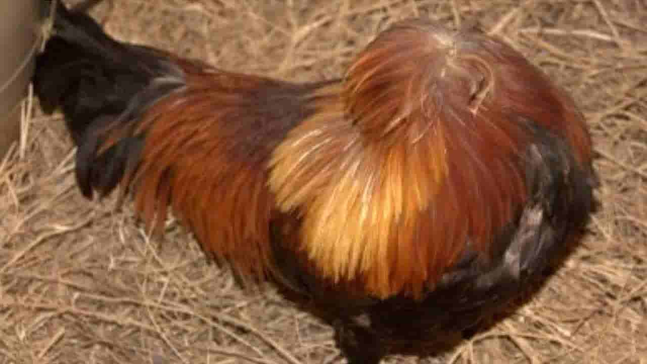 వామ్మో ఇదెక్కడి వింత.. తలలేని కోడి ఏకంగా 18 నెలలు బతికింది..! మైక్‌ మాయాజాలం తెలిస్తే..