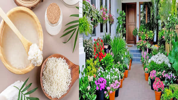 Homemade Fertilizer: మీ మొక్కలు పుష్పించడం లేదా.. ఒక గుప్పెడు బియ్యం బెస్ట్ ఎరువు.. ఎలా యూజ్ చేయాలంటే..