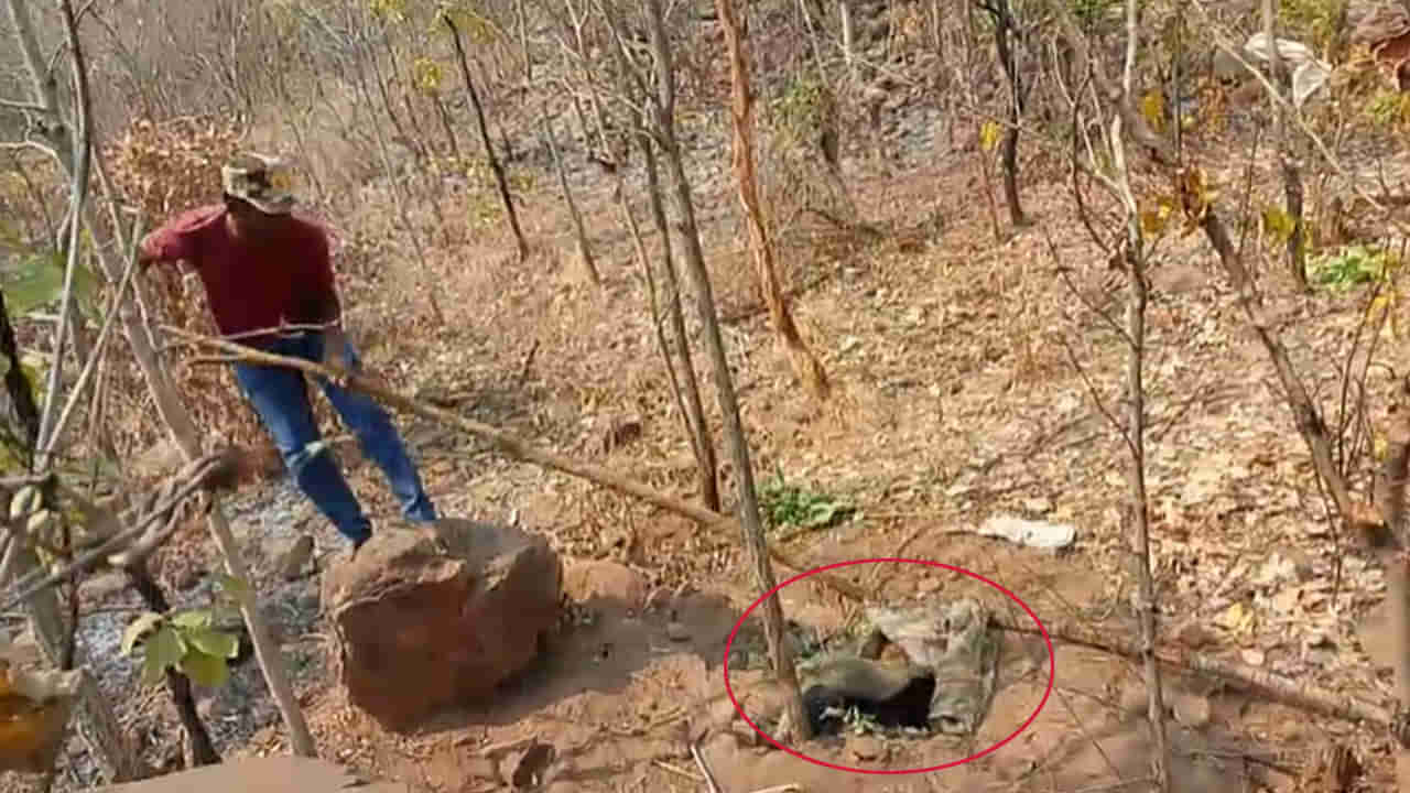 Telangana: కార్చిచ్చు ఆర్పేందుకు అడవిలోకి వెళ్లిన అధికారులు.. వేటగాళ్ల ఉచ్చులో చిక్కింది చూసి షాక్