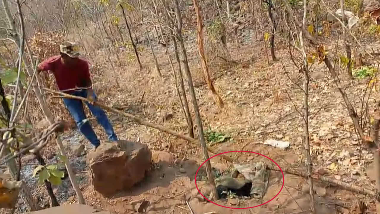 Telangana: కార్చిచ్చు ఆర్పేందుకు అడవిలోకి వెళ్లిన అధికారులు.. వేటగాళ్ల ఉచ్చులో చిక్కింది చూసి షాక్