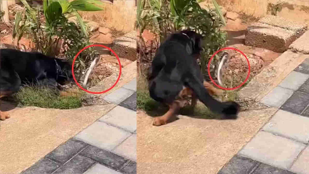 Video: ఇంటి పెరట్లో పెంపుడు కుక్కకు కనిపించిన కోబ్రా.. ఆ తర్వాత సీన్ చూస్తే ఒళ్లు జలదరించడం ఖాయం