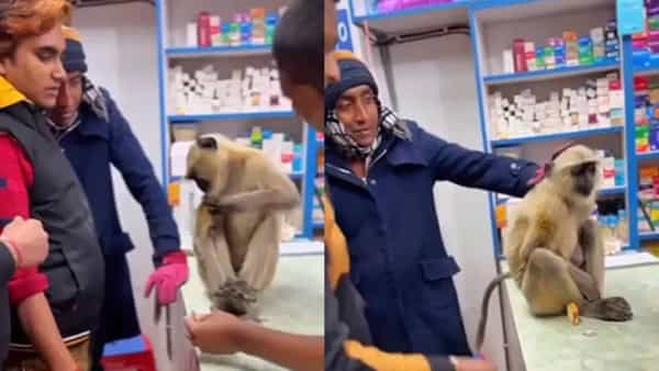 Viral Video: వార్నీ వానరం తెలివి చూశారా..? గాయపడిన కోతి నేరుగా మెడికల్ షాప్కి వెళ్లి ఏం చేసిందంటే..